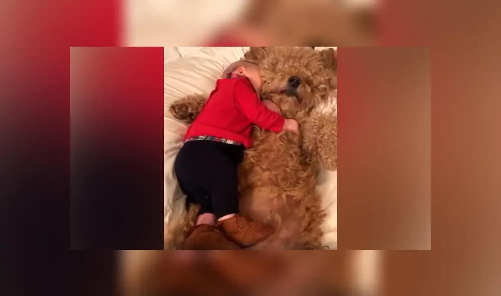 Desliza las imágenes hacia la izquierda para apreciar la conmovedora escena que protagonizó un bebé junto a su mascota.