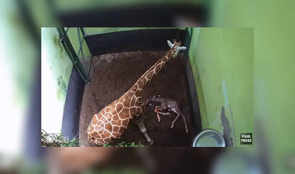 Desliza para ver los detalles de este video viral publicado en YouTube. Foto: Captura. Desliza para ver los detalles de este video viral publicado en YouTube. Foto: Captura.