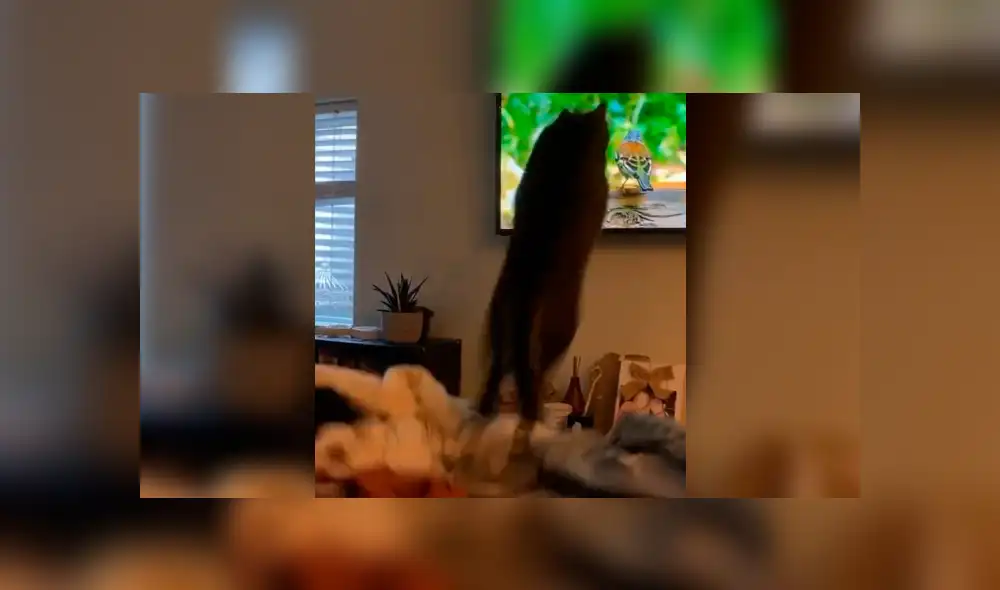 Desliza la imagen de Facebook para verlas todas.