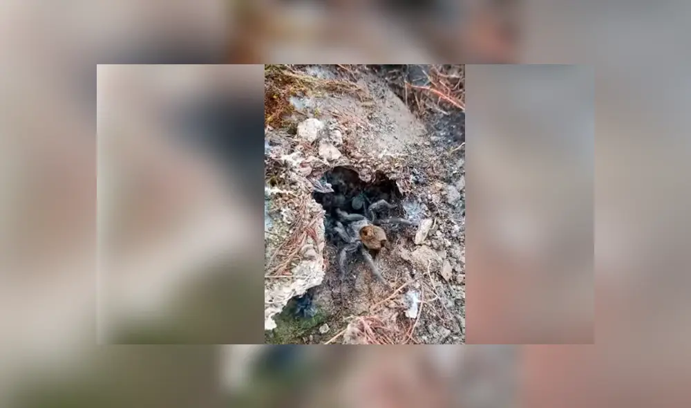 Desliza hacia la izquierda para ver a la enorme tarántula cuidando a sus bebés, escena que es viral en Facebook.