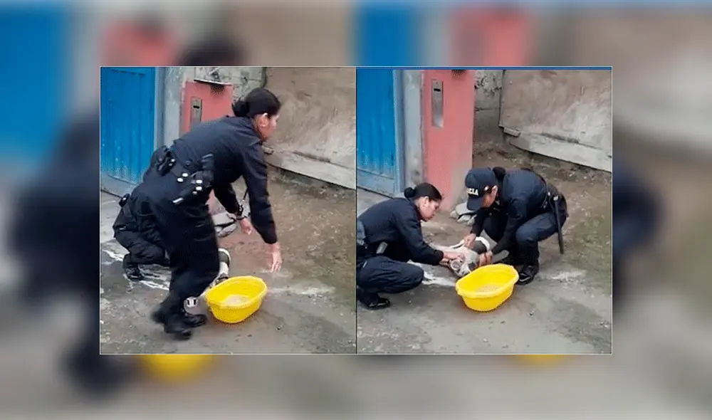 Policías peruanas usan ingenioso método para salvar la vida de mascota que fue envenenada [VIDEO]