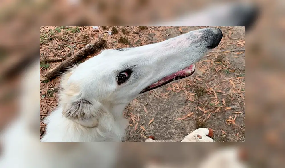 Conoce a Eris, la perrita con el hocico más largo del mundo que ha sorprendido a miles [VIDEO]