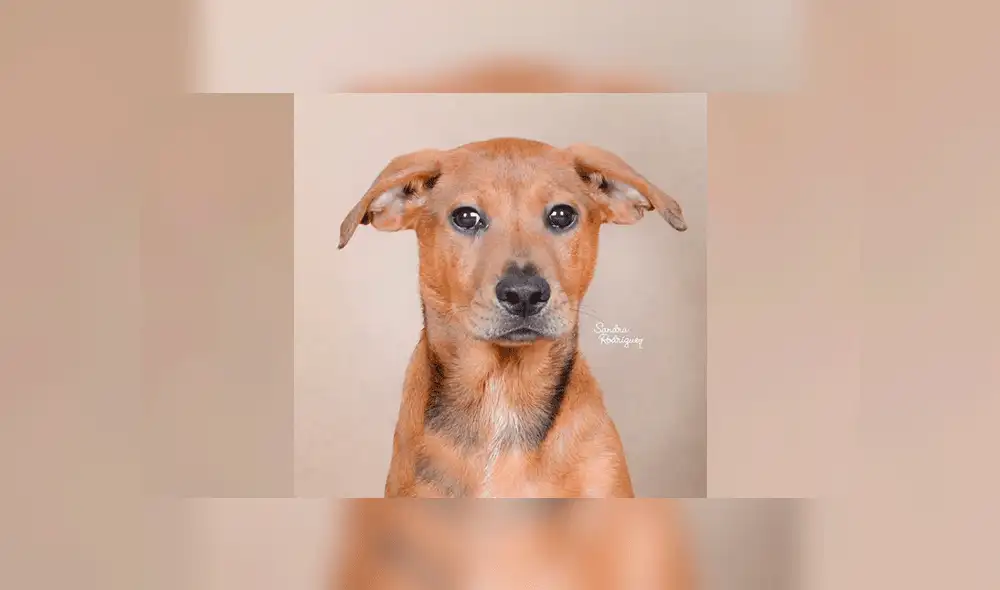 Perritos en adopción: Cachorros buscan un hogar. Foto: Instagram / Sandra Rodríguez