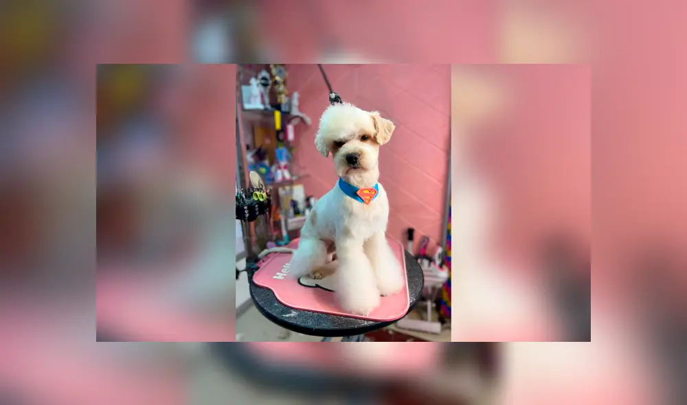 Desliza las imágenes para apreciar el radical cambio que obtuvo un perro abandonado tras asistir al veterinario. Foto: Gisela Gonzalez.