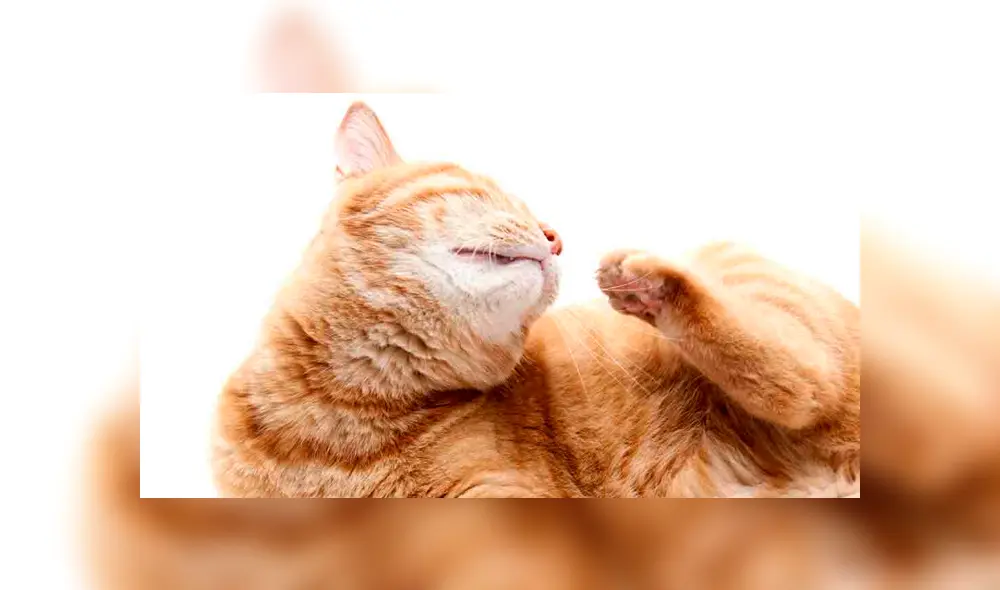 Operaciones estéticas en animales serán prohibidas en Buenos Aires. Foto: Difusión