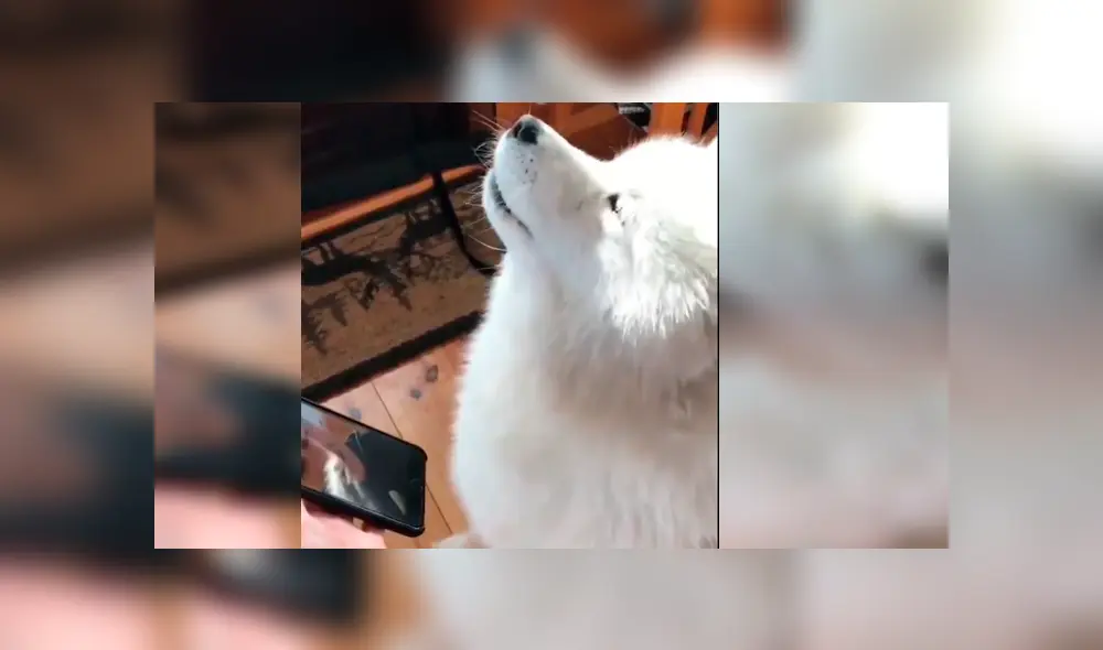 Video es viral en Facebook. Cuidador del can le enseño el celular con la videollamada y el animal tuvo una emotiva reacción al ver la cara de su amo. Video es viral en Facebook. Cuidador del can le enseño el celular con la videollamada y el animal tuvo una emotiva reacción al ver la cara de su amo.