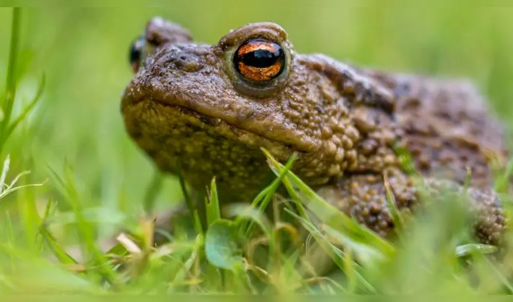 El ritual es una peligrosa práctica que consiste en fumar el veneno de un sapo llamado bufo alvarius.