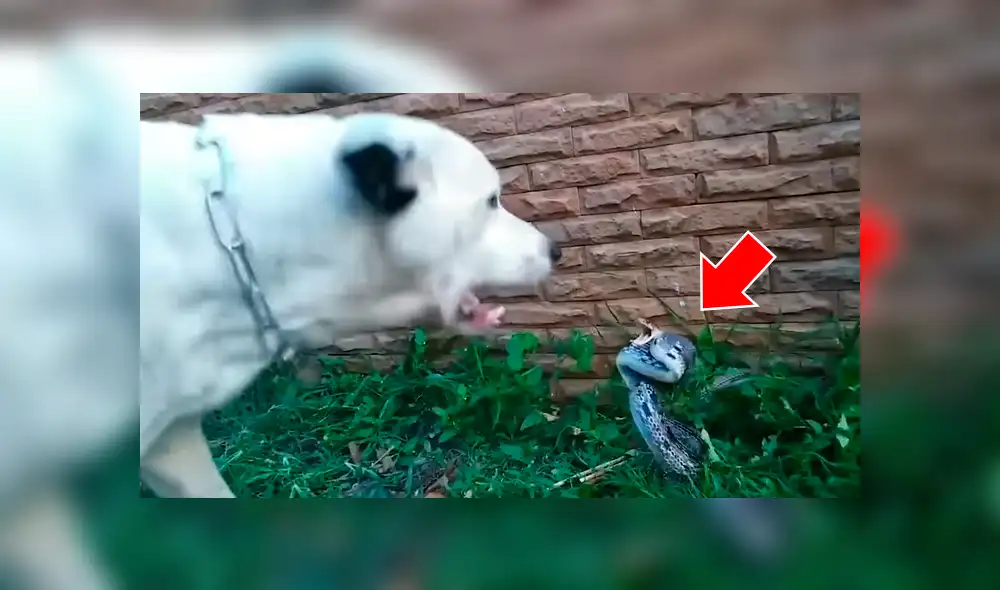 Un hombre grabó en un video viral de Facebook el brutal enfrentamiento entre un perro callejero y una serpiente venenosa, que salió de su escondite en Tailandia. Un hombre grabó en un video viral de Facebook el brutal enfrentamiento entre un perro callejero y una serpiente venenosa, que salió de su escondite en Tailandia.