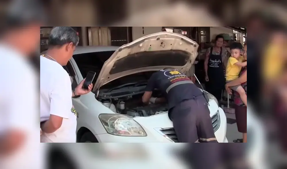 Desliza para ver a la criatura que encontró un mecánico en el interior de un carro. Desliza para ver a la criatura que encontró un mecánico en el interior de un carro.