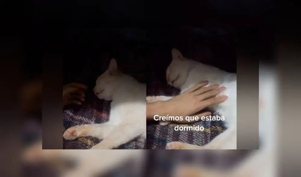 Desliza las imágenes para ver el increíble susto que le hizo pasar este gato a su dueña. Foto: captura/TikTok Desliza las imágenes para ver el increíble susto que le hizo pasar este gato a su dueña. Foto: captura/TikTok