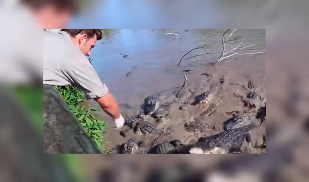 Desliza hacia la izquierda para ver la aterradora reacción de los cocodrilos. Imágenes de Facebook, Desliza hacia la izquierda para ver la aterradora reacción de los cocodrilos. Imágenes de Facebook,