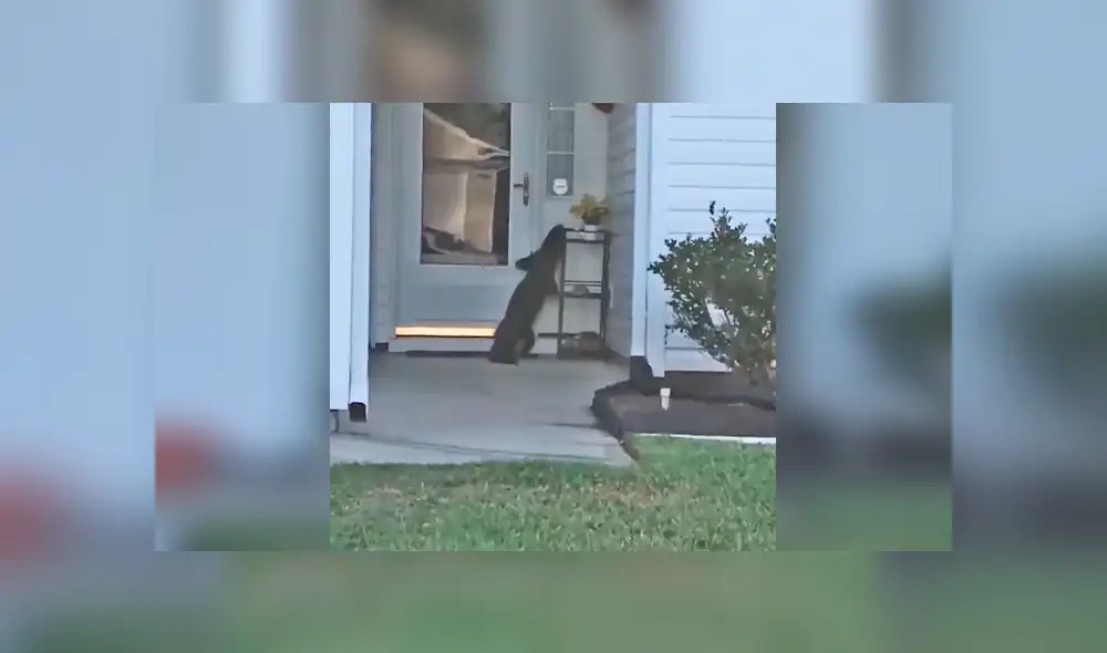 Facebook viral: llega a su casa y encuentra a misteriosa criatura tocando su puerta [VIDEO]