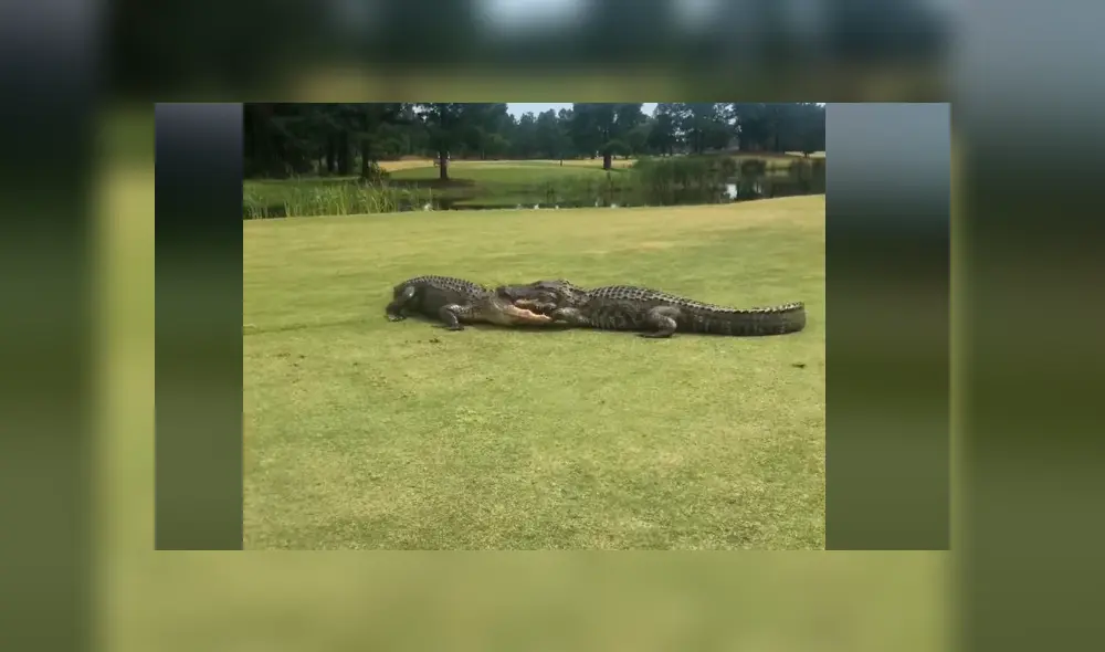 Desliza la imagen compartida en Facebook para ver todas las fotos.