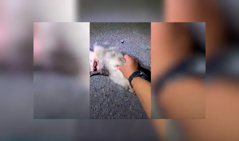 Desliza las imágenes para observar el comportamiento de una zarigüeya al tener cerca a un hombre. Foto: Caters Clips. Desliza las imágenes para observar el comportamiento de una zarigüeya al tener cerca a un hombre. Foto: Caters Clips.