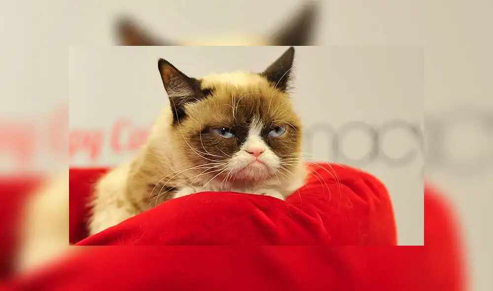 ¿Tu gato es gruñón?: felinos tienen temperamento de sus dueños, según estudio