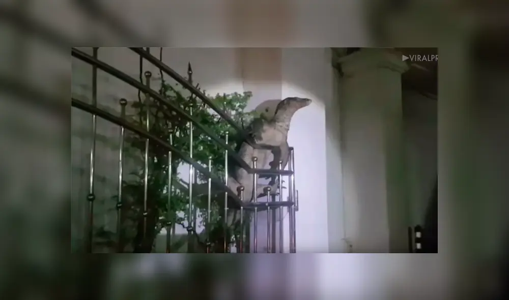 Video se viralizó en Facebook. Un hombre quedó aterrado luego de descubrir la identidad de una enorme criatura que se apoderó del balcón de su casa.
