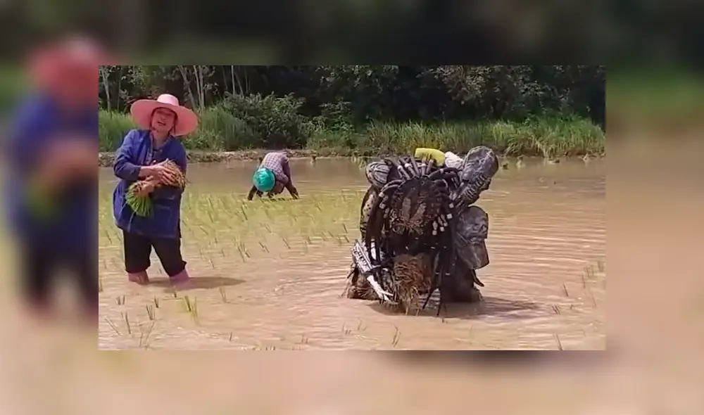 Facebook viral:‘Depredador’ aparece cosechando arroz y causa furor entre campesinos [VIDEO] 