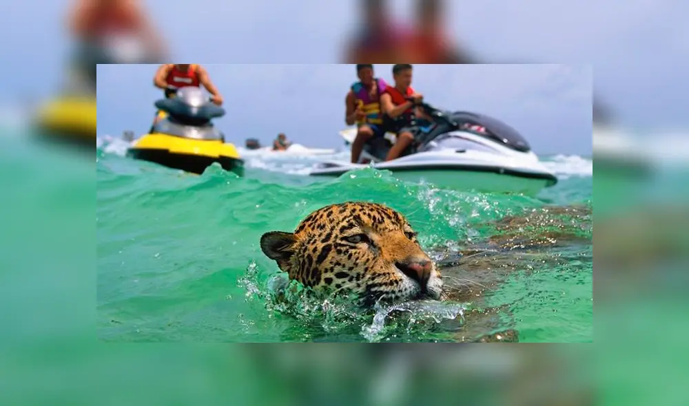 Denuncian a agencias de turismo por obligar a jaguares a nadar encadenados con los turistas 