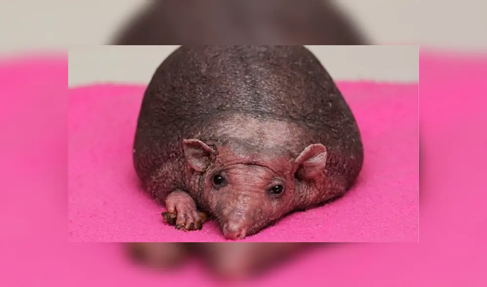 Desliza las fotografías para conocer un poco más de ‘Nelson’, el erizo que nació sin púas y que es toda una sensación en Facebook. Foto: Foxy lodge wildlife rescue Desliza las fotografías para conocer un poco más de ‘Nelson’, el erizo que nació sin púas y que es toda una sensación en Facebook. Foto: Foxy lodge wildlife rescue