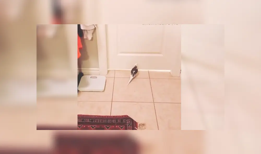 Desliza para ver los detalles de este video viral publicado en Facebook. Foto: Captura. Desliza para ver los detalles de este video viral publicado en Facebook. Foto: Captura.