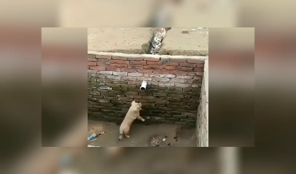 Desliza las imágenes para apreciar la inesperada técnica de un pequeño perro para salir ileso en un gigantesco pozo. Foto. Clarín.