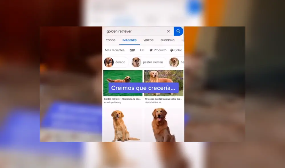 Desliza las imágenes para conocer la verdadera raza de un perro que una familia acogió en su hogar.