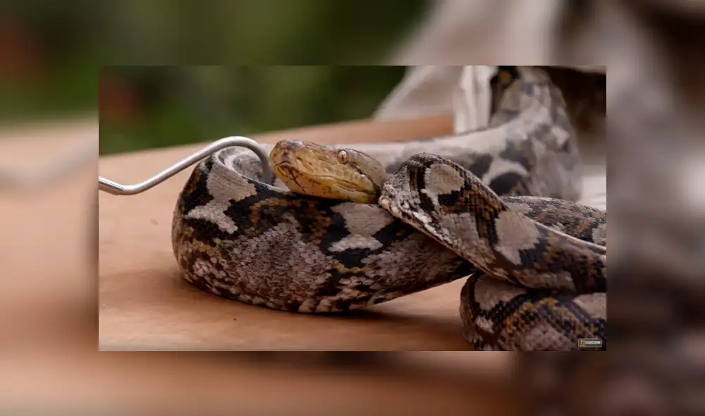El protagonista del video viral de YouTube dejó que una serpiente pitón abra sus mandíbulas para morder su brazo.