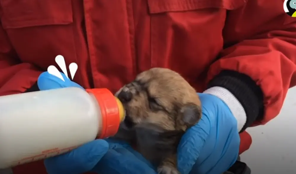Desliza hacia la izquierda para ver las imágenes de video viral. Foto: Captura de YouTube. Desliza hacia la izquierda para ver las imágenes de video viral. Foto: Captura de YouTube.