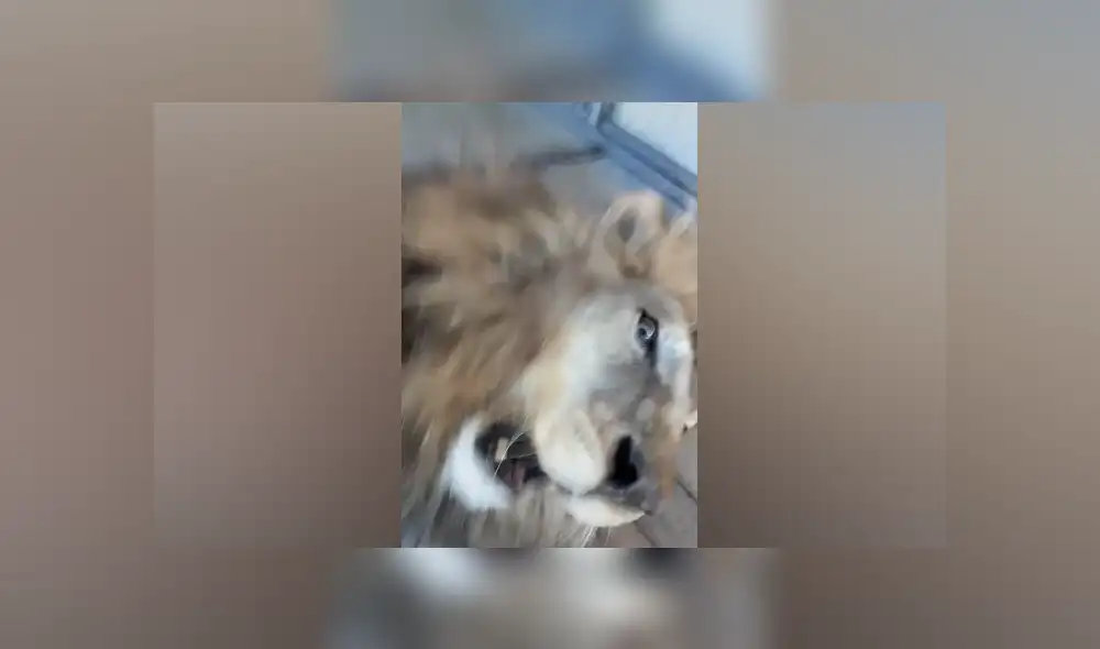 Desliza hacia la izquierda para ver las imágenes del viral de Facebook. Foto: Captura. Desliza hacia la izquierda para ver las imágenes del viral de Facebook. Foto: Captura.