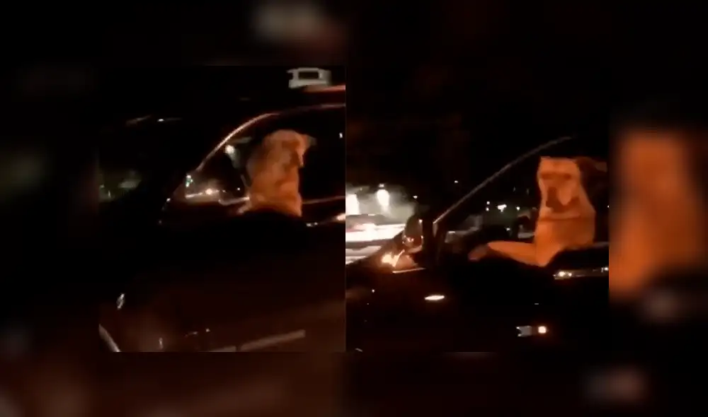 Facebook: mujeres graban a perro "manejando" una camioneta 4x4 en plena carretera [VIDEO]
