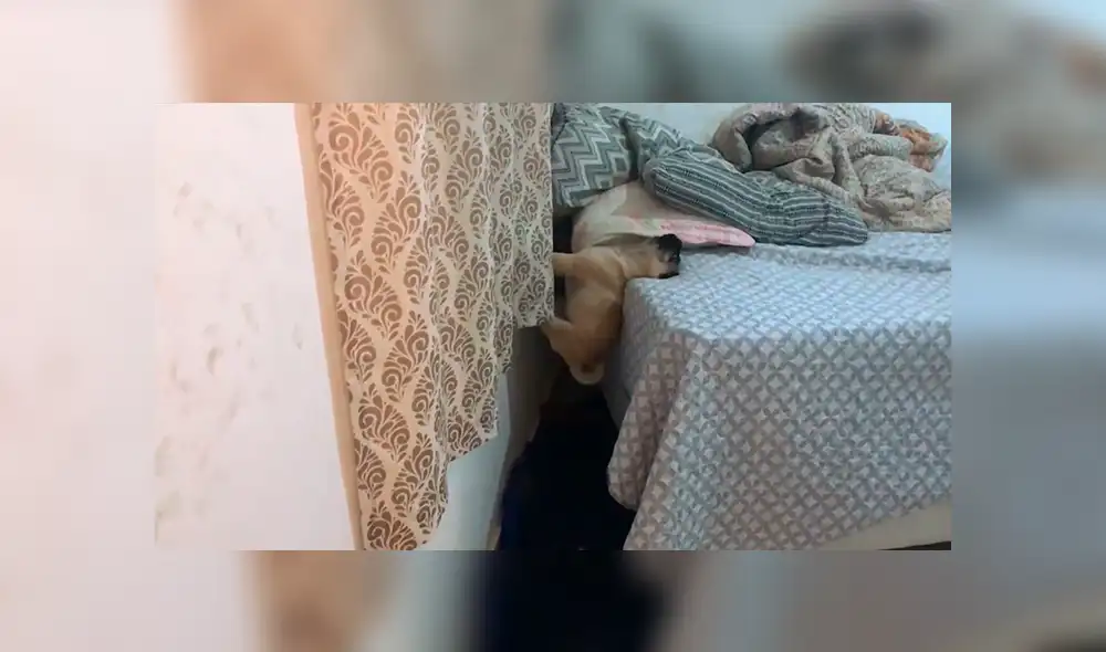 Facebook viral: perro sorprende a su dueña con impresionante truco para dormir en la cama de ella [VIDEO]