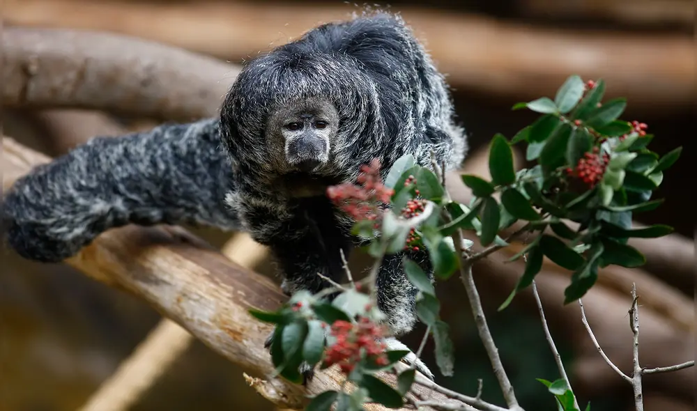 A celebrar con “Viejita” la mono guapo negro está de cumpleaños. A celebrar con “Viejita” la mono guapo negro está de cumpleaños.