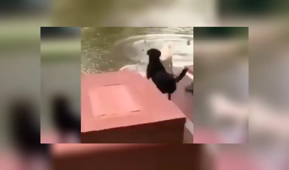 Facebook viral: Perros ven en peligro a su dueño y hacen lo imposible para salvarlo [VIDEO]