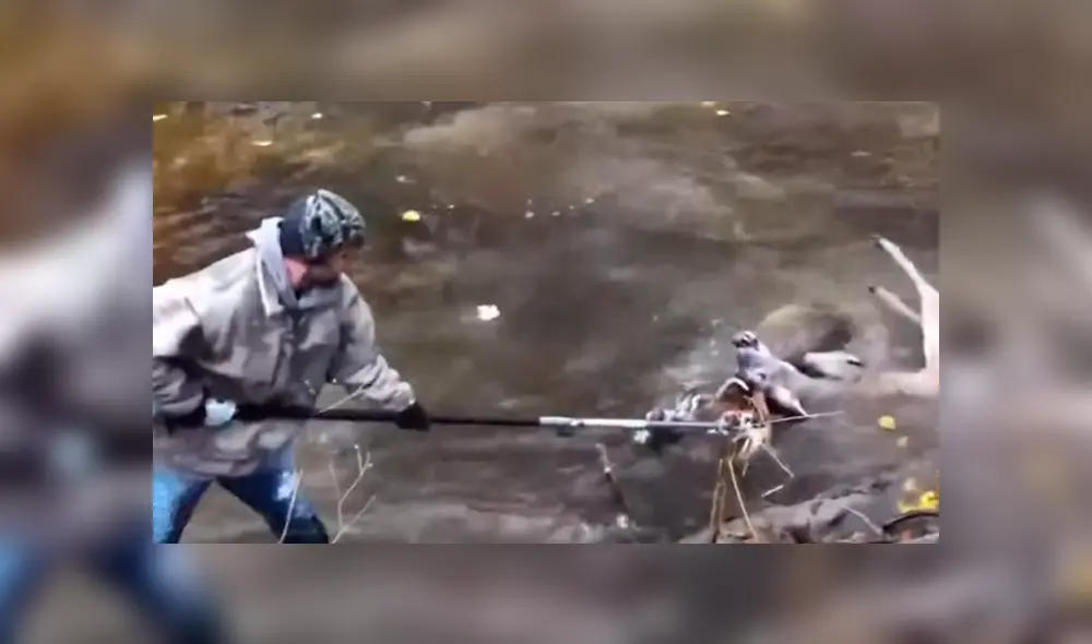 Los venados estaban a punto de ahogarse dentro de un arroyo, por lo que uno de los hombres debió usar rápidamente la motosierra. Foto: captura. Los venados estaban a punto de ahogarse dentro de un arroyo, por lo que uno de los hombres debió usar rápidamente la motosierra. Foto: captura.