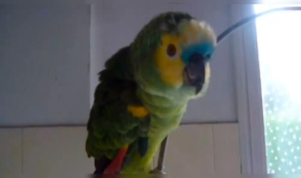 YouTube viral: loro causa revuelo tras cantar "la cucaracha ya no puede caminar" YouTube viral: loro causa revuelo tras cantar "la cucaracha ya no puede caminar"