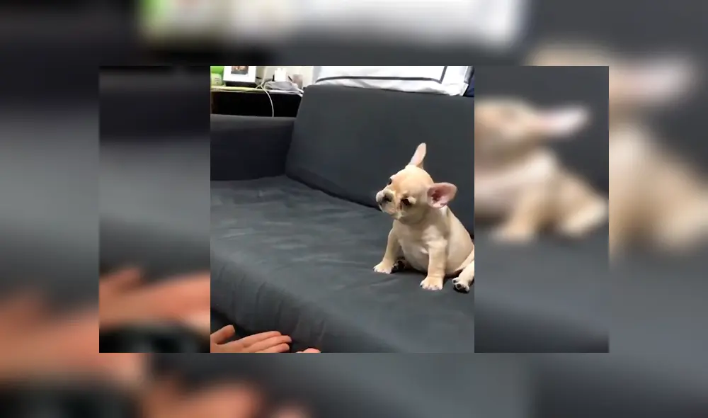 En YouTube, una chica ayudó a su adorado cachorro a que supere su fobia a las alturas con un gran salto. En YouTube, una chica ayudó a su adorado cachorro a que supere su fobia a las alturas con un gran salto.