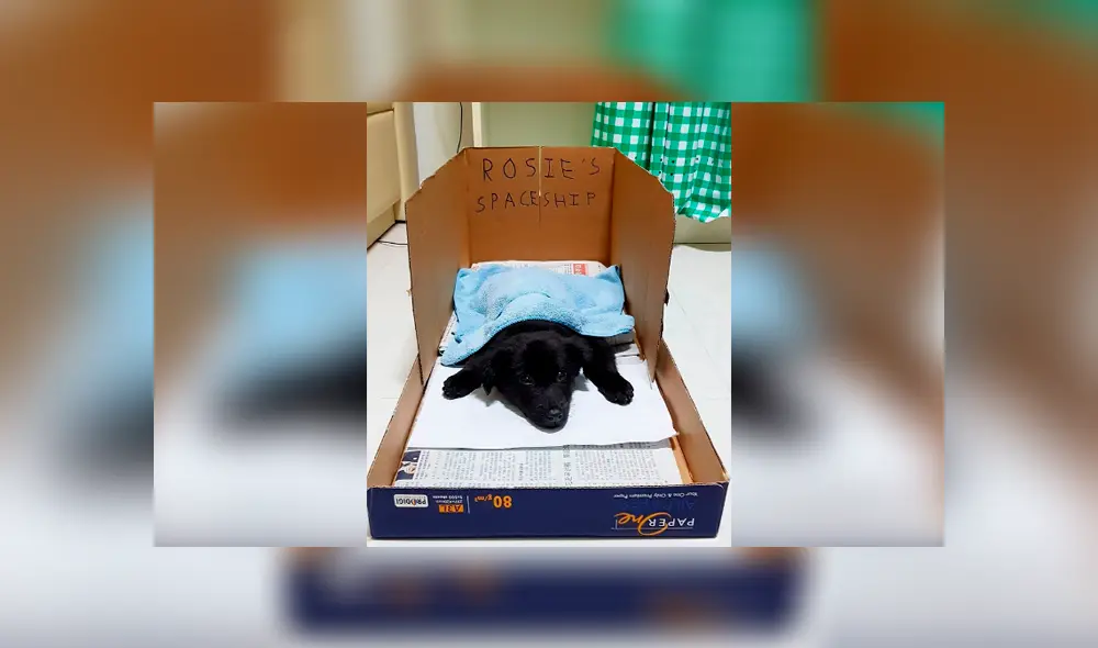 Desliza las imágenes hacia la izquierda para conocer la historia de un perro bebé que fue salvado de milagro. Foto: Captura. Desliza las imágenes hacia la izquierda para conocer la historia de un perro bebé que fue salvado de milagro. Foto: Captura.