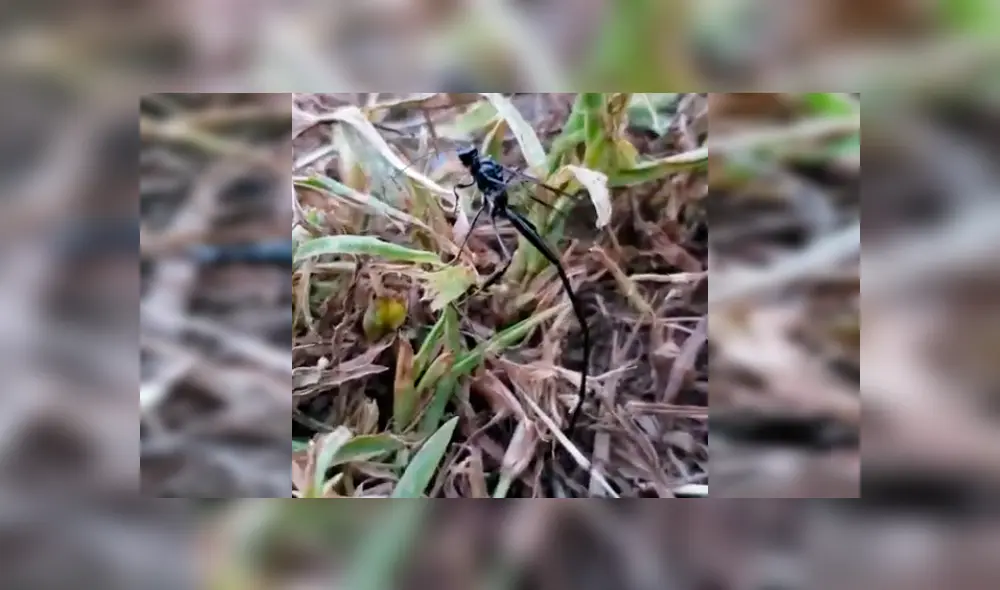 Encuentra terrorífica criatura negra en bosque, se acerca y descubre algo anormal en su cuerpo [VIDEO] 