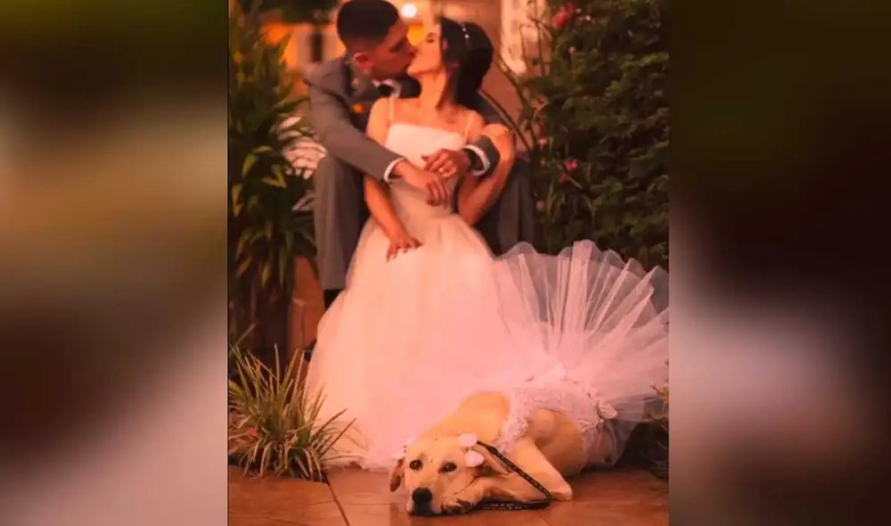 Desliza las imágenes para ver la emotiva escena que protagonizó esta cachorra en el día de la boda de su dueña. Foto: captura de TikTok/fabianomartinsfoto Desliza las imágenes para ver la emotiva escena que protagonizó esta cachorra en el día de la boda de su dueña. Foto: captura de TikTok/fabianomartinsfoto