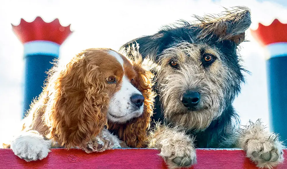 La dama y el vagabundo, un nuevo clásico llevado al live action para el serviciode de streaming Disney+. Foto: difusión