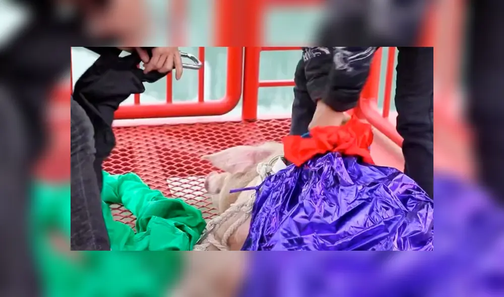 El animal fue cruelmente lanzado desde una altura de 70 metros.