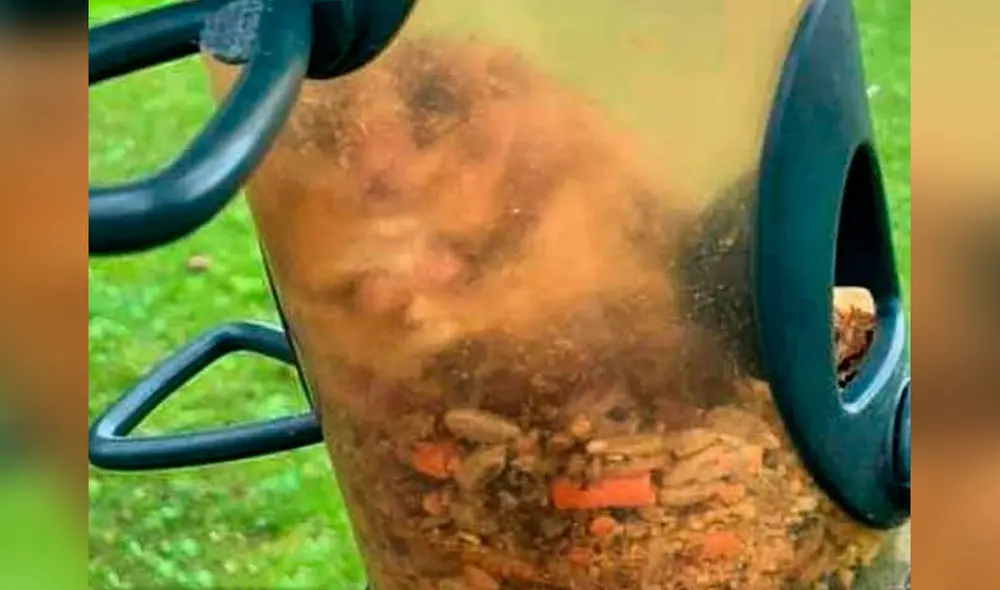 Desliza las imágenes para ver al lirón dentro del comedero de pájaros tras entrar para robar un poco de alimento. Foto: Facebook