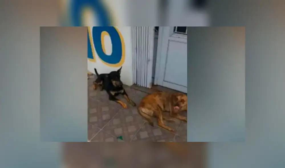 Facebook viral: la disciplina de estos perros callejeros para hacer cola y recibir su comida sorprende en redes Facebook viral: la disciplina de estos perros callejeros para hacer cola y recibir su comida sorprende en redes