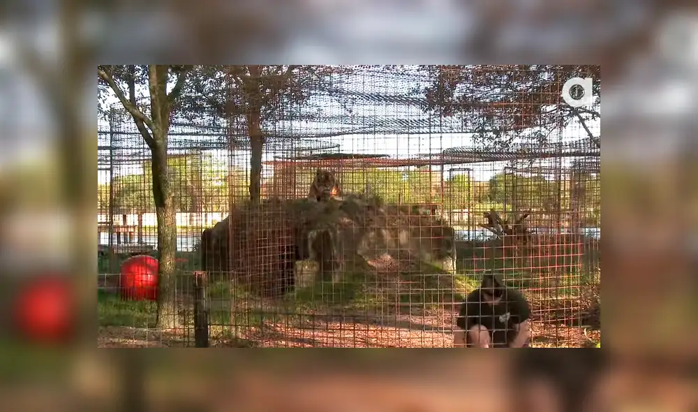 YouTube viral: No te imaginarás lo que sucede cuando este hombre ingresa a la jaula de un feroz tigre [VIDEO] 