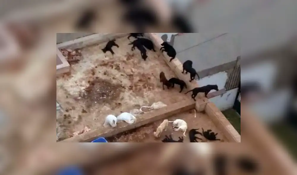 Perros viven en estado deplorable en Pueblo Libre | VIDEO 