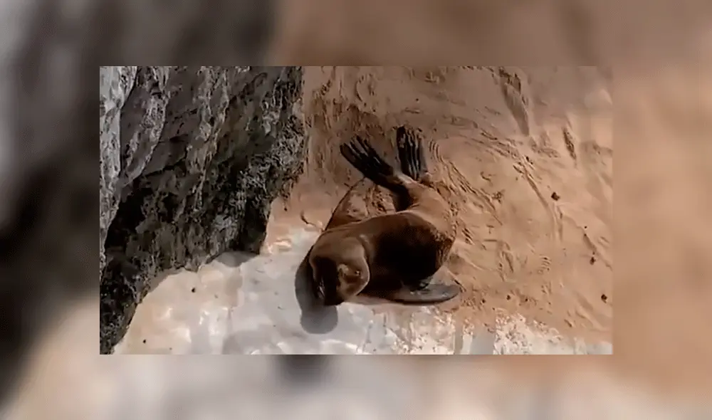 Un lobo marino no tenía acceso al agua. Foto: captura Twitter.