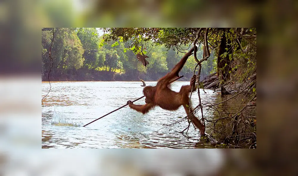 Orangután es captado pescando con una lanza en Borneo, Indonesia. Orangután es captado pescando con una lanza en Borneo, Indonesia.