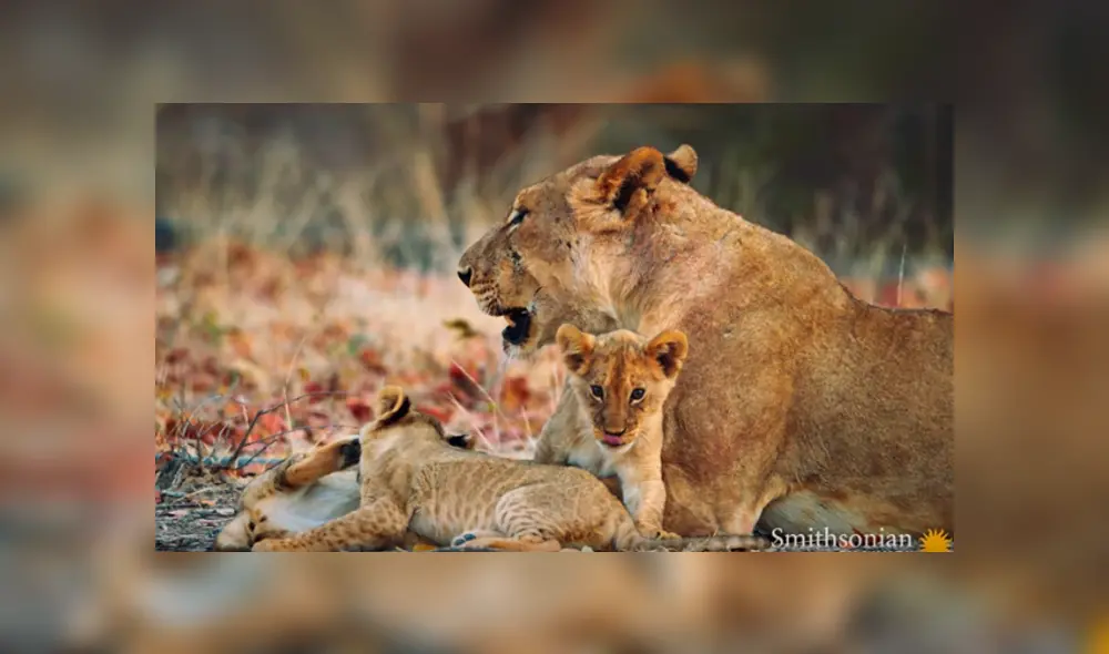 Desliza hacia la izquierda para ver el feroz enfrentamiento de las leonas. Imágenes virales de YouTube. Desliza hacia la izquierda para ver el feroz enfrentamiento de las leonas. Imágenes virales de YouTube.