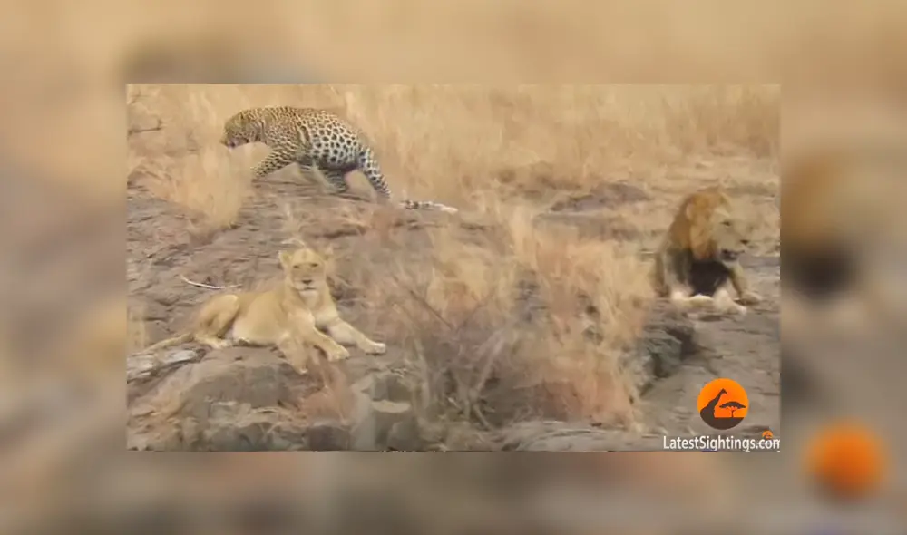 Leones rodean a leopardo para matarlo y el impensado final sorprendente a todos [VIDEO]