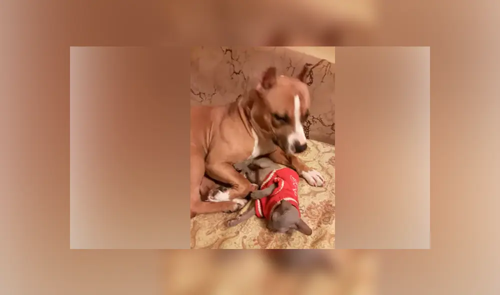 Desliza hacia la izquierda para ver la conmovedora reacción de los animales que se volvió viral en Facebook.